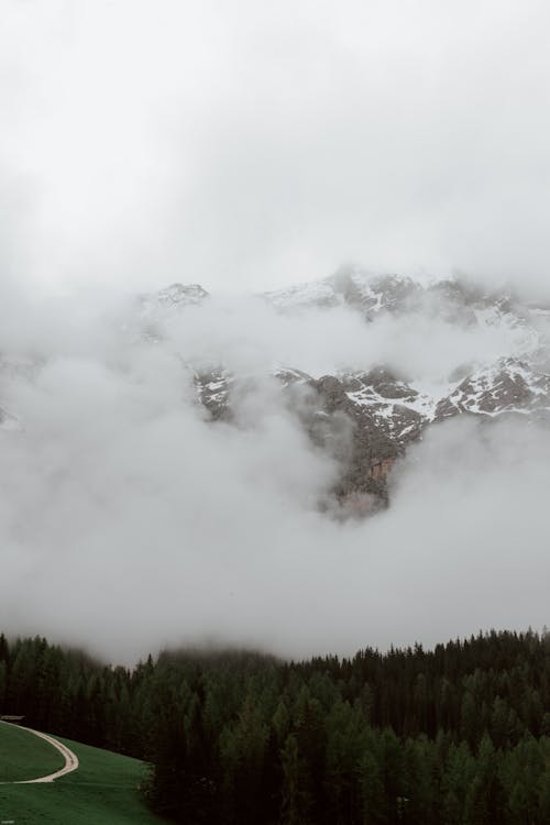 Coniferous forest against mountains in clouds