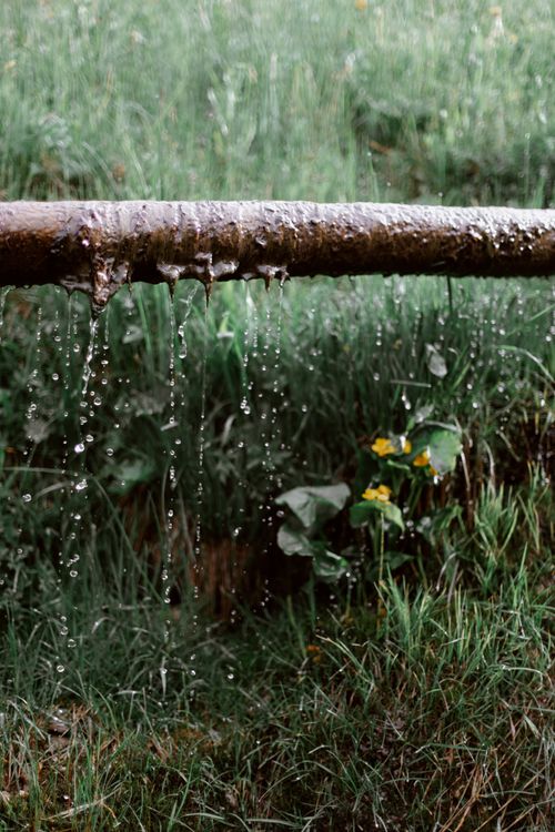 Free Tree branch hanging over wet green grass during rainy weather in summer evening Stock Photo