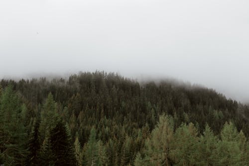 Thick fog over dense forest