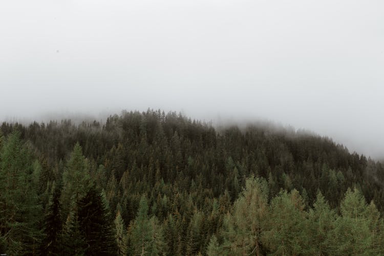 Thick Fog Over Dense Forest