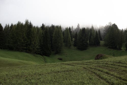 Picturesque green valley with slope near dense spruce forest under cloudy sky with dim sun