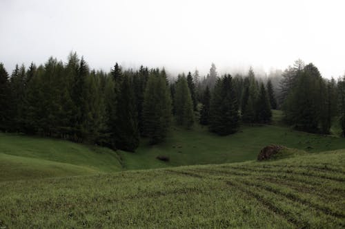 Fotos de stock gratuitas de al aire libre, amanecer, árbol