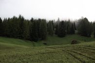 山谷绿意盎然，风景如画，山坡紧邻茂密的云杉林，天空多云，阳光略显昏暗