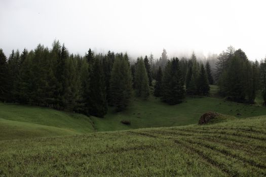 山谷绿意盎然，风景如画，山坡紧邻茂密的云杉林，天空多云，阳光略显昏暗
