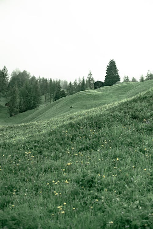 Grassy hill in highland area