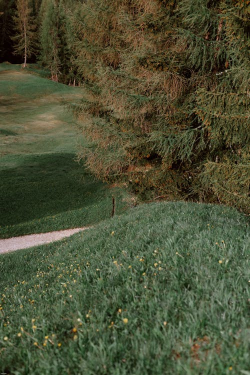 Scenic view of hill with lush grass in coniferous woods on sunny day in summer