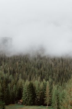 无人机在晴天欣赏着被浓雾覆盖的常绿森林，景色令人惊叹