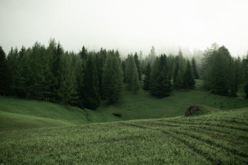 Green meadow with trees on cloudy day