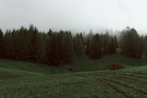 Foto d'estoc gratuïta de a l'aire lliure, ambient, arbre