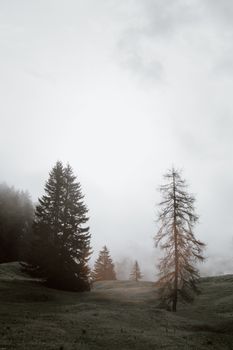 雾蒙蒙的天空下，山坡上的树林里，常青树呈现出一片阴沉的景象
