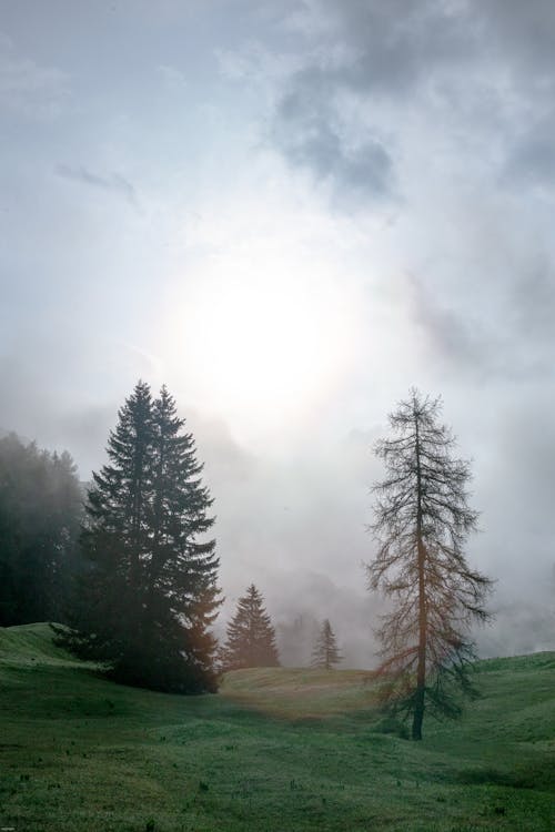 Free Scenic landscape of evergreen trees growing on lush lawn in forest on misty day Stock Photo