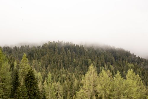 Free Aerial view of spectacular landscape of green woods with coniferous trees on misty day Stock Photo