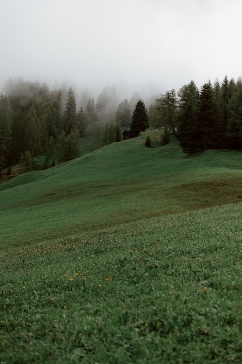 Spectacular view of grassy hill in coniferous woods on foggy day in summer