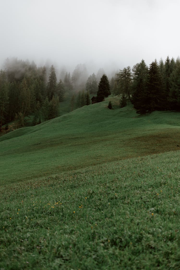 Green Slope In Forest On Mist Day