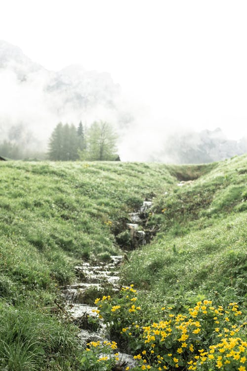 Amazing view of stream flowing down green hill on foggy day in highland area