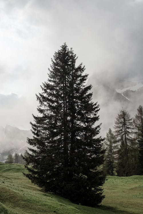 Green tree on hill in forest