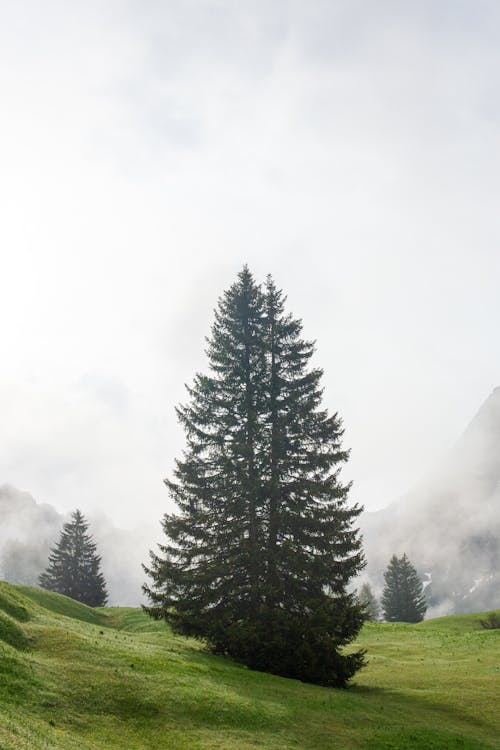 Free Evergreen tree on slope in highlands Stock Photo