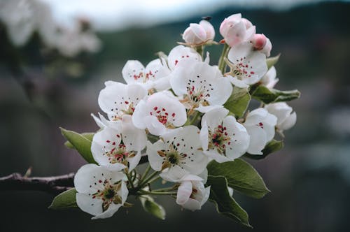 White and Pink Cherry Blossom in Close Up Photography