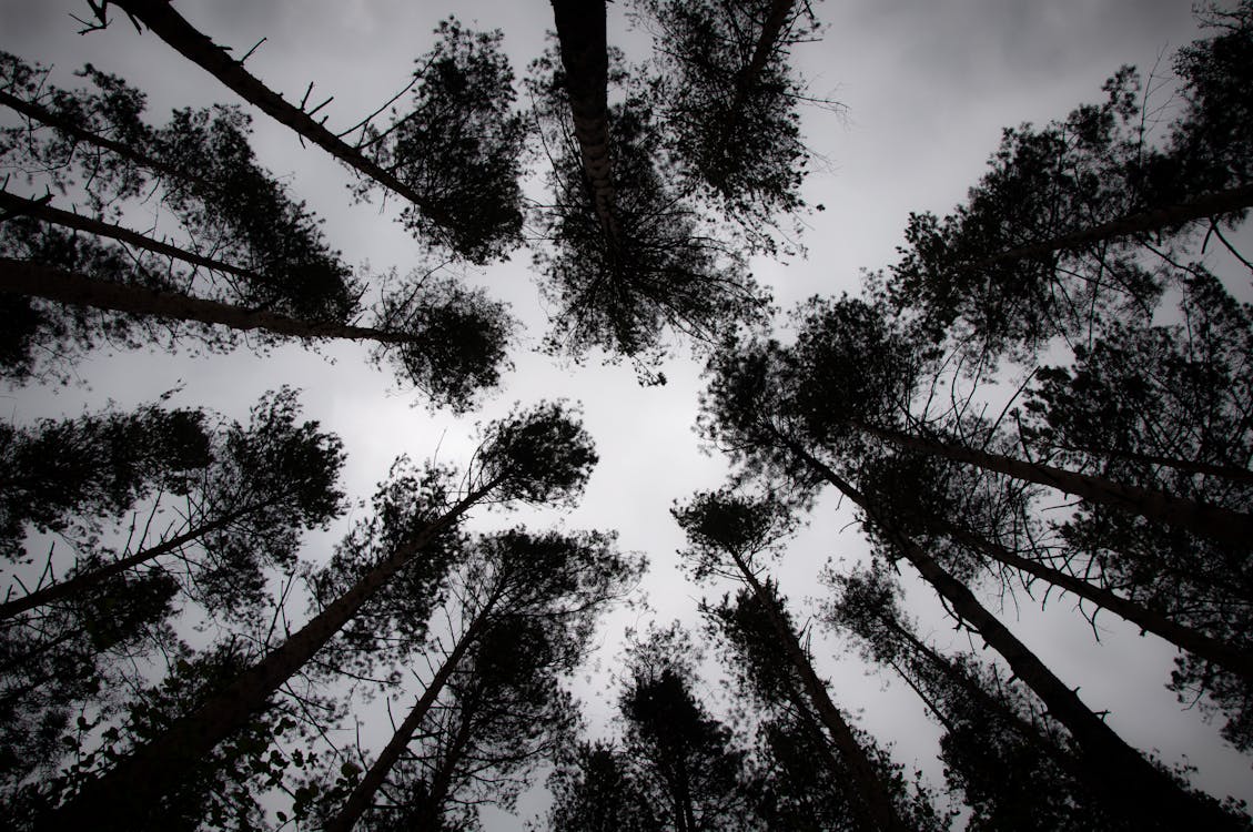 Low Angle Photography of Trees Under Blue Sky