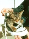 一只可爱的虎斑小猫舒适地躺在光线柔和的运动鞋里休息