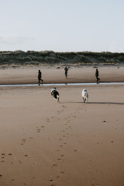 A serene moment captures people walking their dogs along a sandy beach in Scotland.