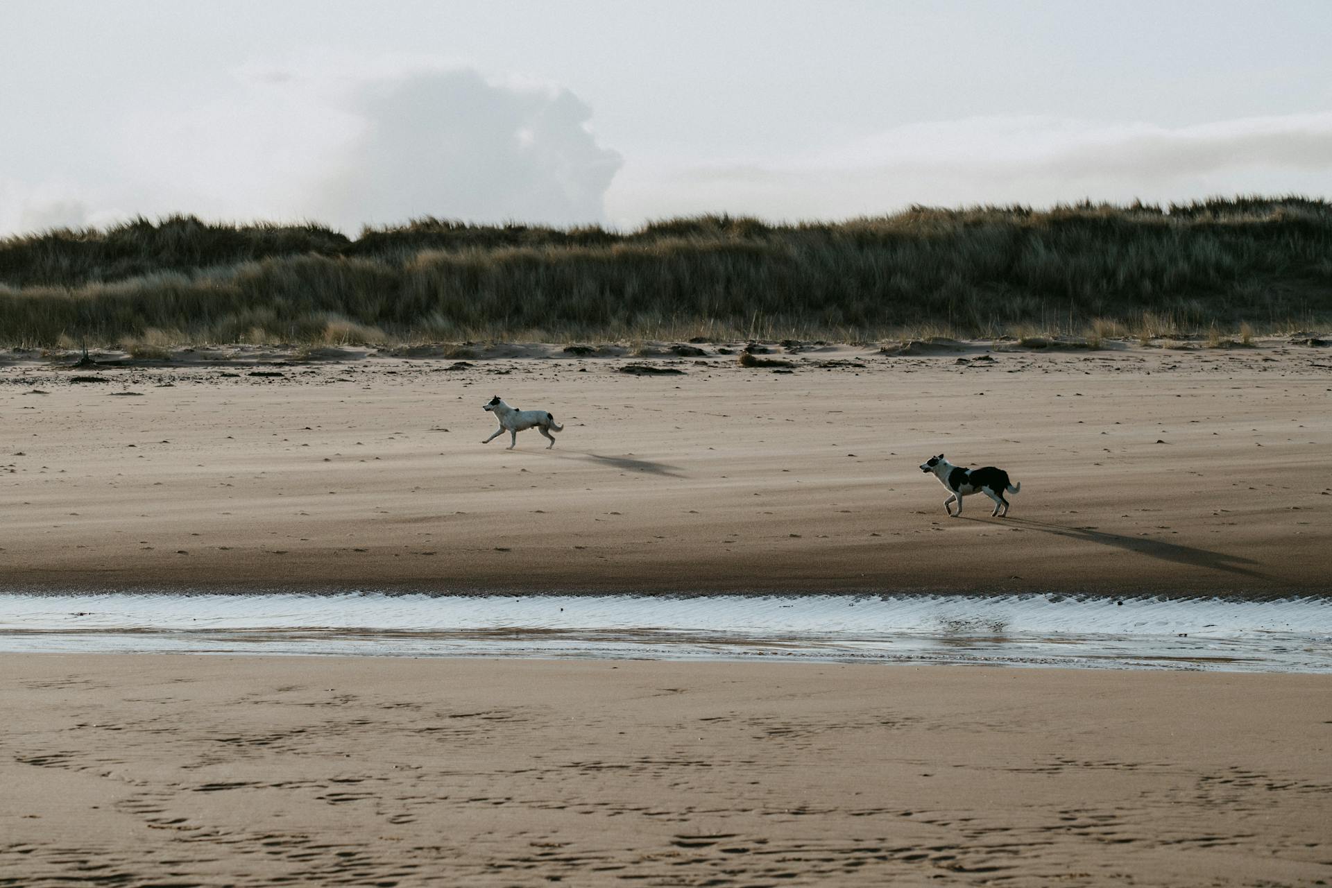 White and Black Dogs Running on Beach