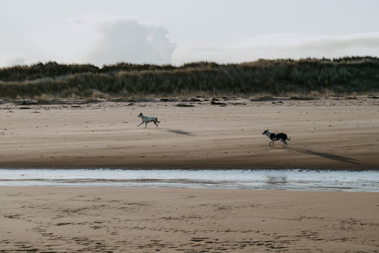 White And Black Dogs Running On Beach