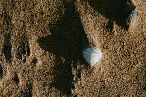 棕色, 海濱, 海贝壳 的 免费素材图片