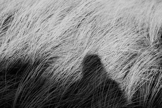 Moody black and white photograph capturing a shadow cast on long grasses in Scotland, UK.