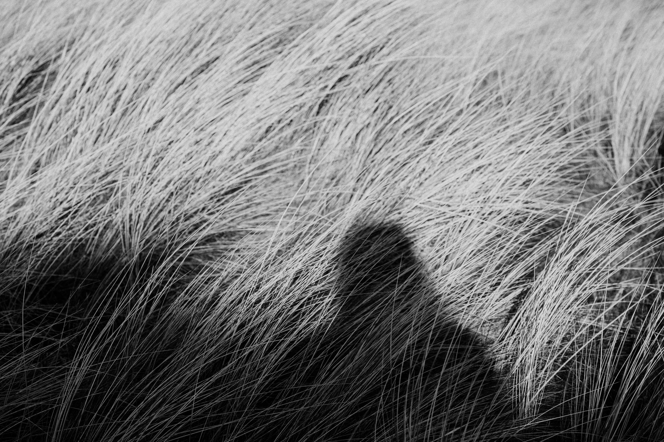 Grayscale Photo of Grass Field with a Person's Shadow · Free Stock Photo