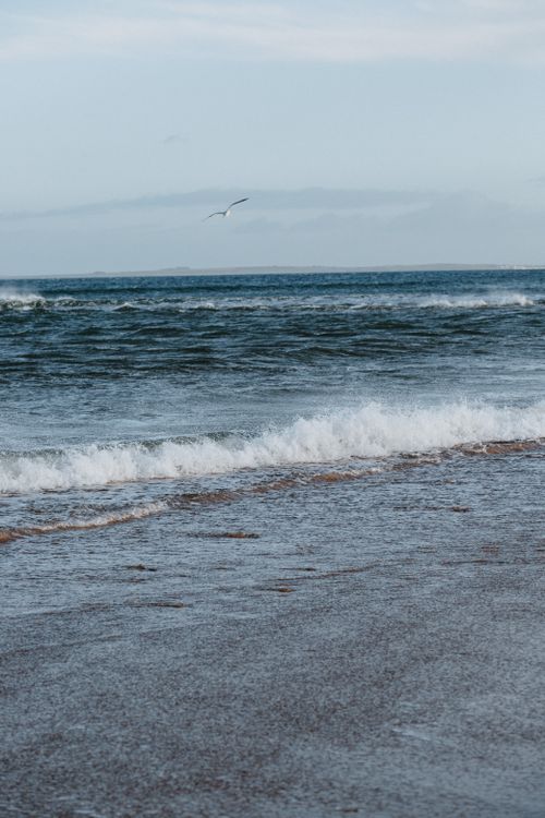 Free A lone seagull flying over waves at a Scottish coastline on a calm day. Stock Photo