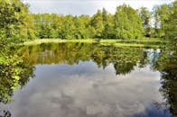 宁静的森林湖倒映着天空和树木，四周是郁郁葱葱的自然环境