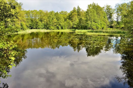 在郁郁葱葱的自然环境中，宁静的森林湖倒映着天空和树木