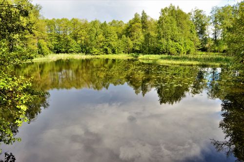 Free Tranquil forest lake reflecting the sky and trees in a lush natural environment. Stock Photo