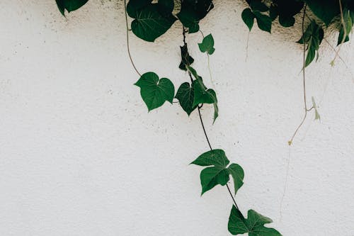 Beautiful fresh green ivy leaves hanging on white concrete wall during summer day