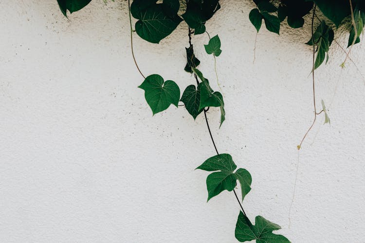 Branch Of Green Ivy Plant Over White Wall