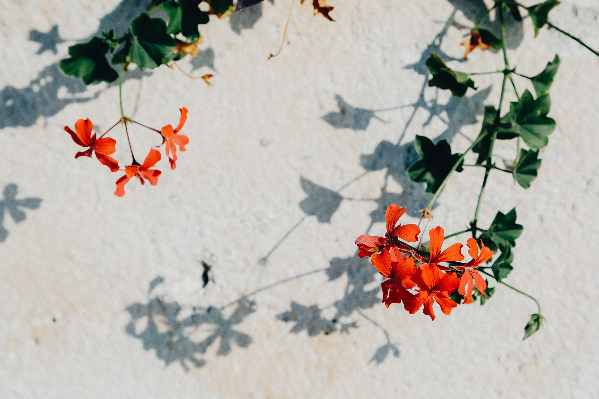 Bunches of evergreen ivy plant with delicate blooming red flowers growing on white wall on sunny day