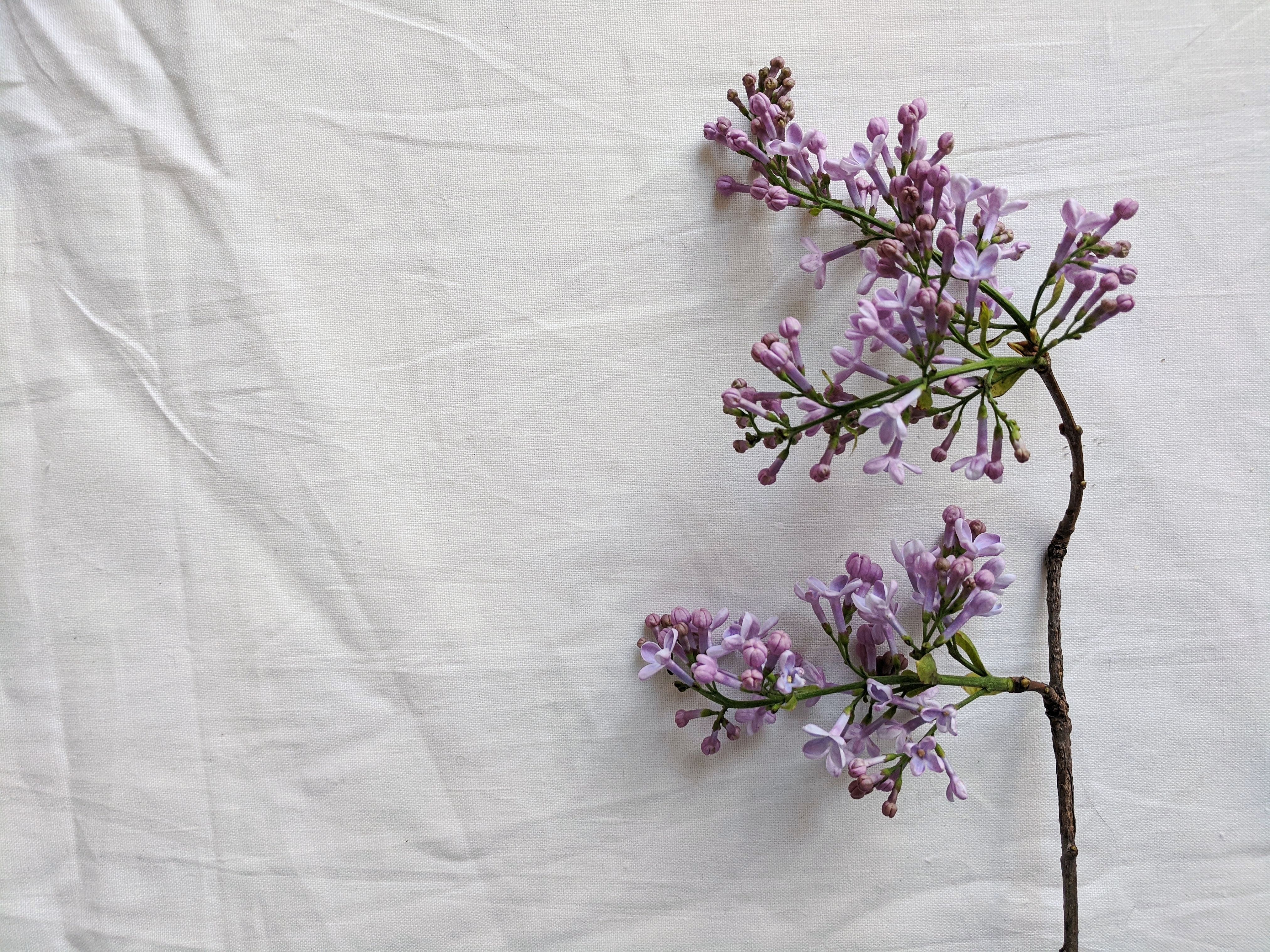 Floral Linen Photos, Download The BEST Free Floral Linen Stock Photos ...