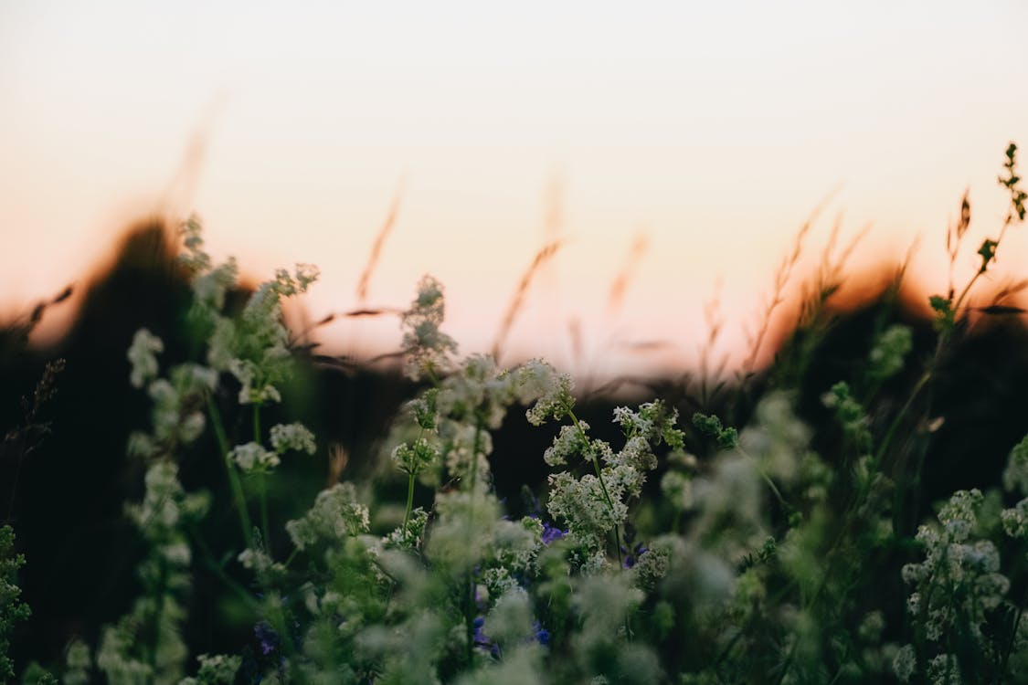 Free Tender white wildflowers in rural nature Stock Photo