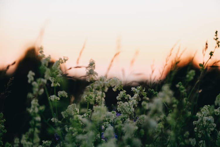 Tender White Wildflowers In Rural Nature