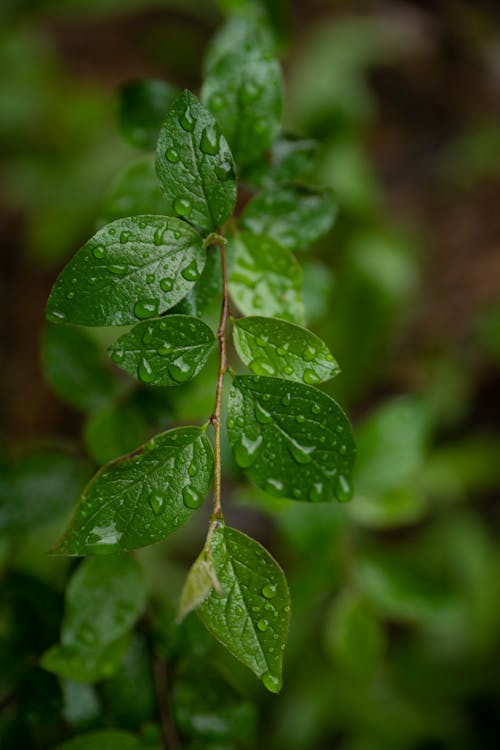 A Close-up Shot of Green Leaves with Raindrops