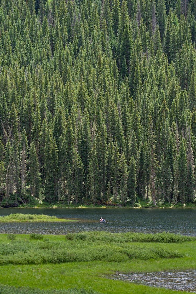 Nature Photography Of  Green Trees Beside A River 