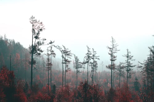 Безкоштовне стокове фото на тему «дерева, осінь, Природа»