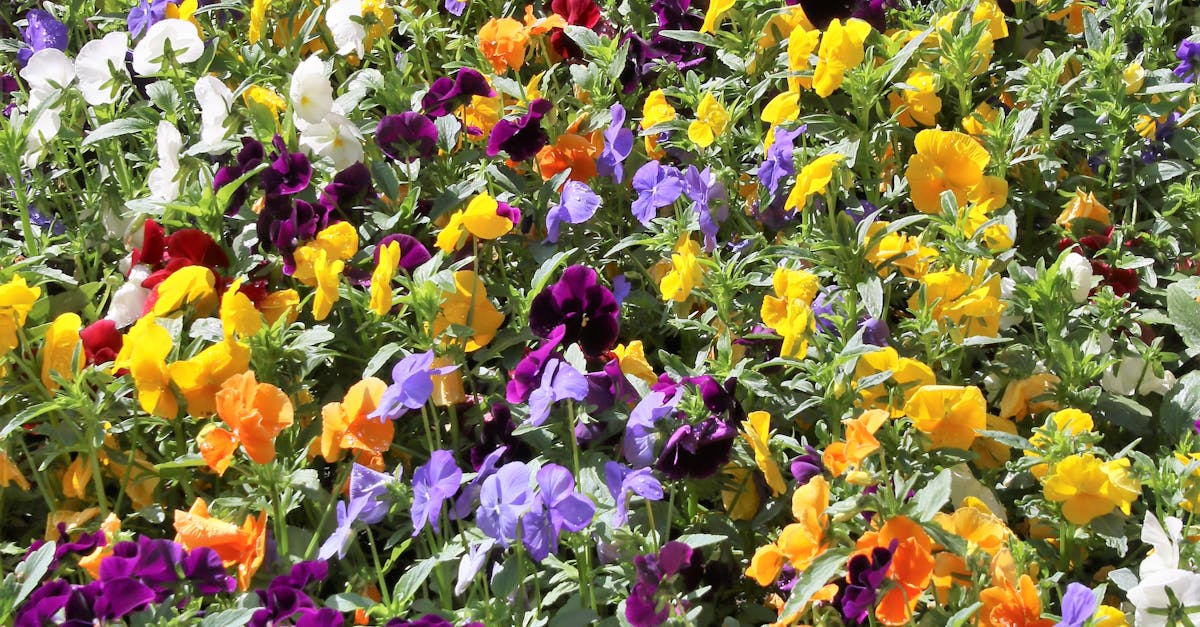 Free stock photo of colorful, flower bed, flowers