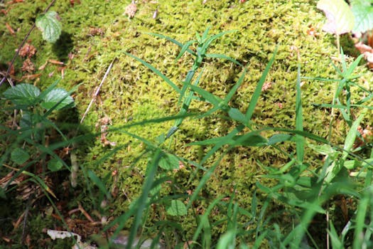 Free stock photo of forest, grass, moss, green