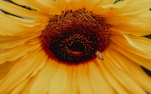 Ilmainen kuvapankkikuva tunnisteilla auringonkukka, hyönteinen, kaunis kukka