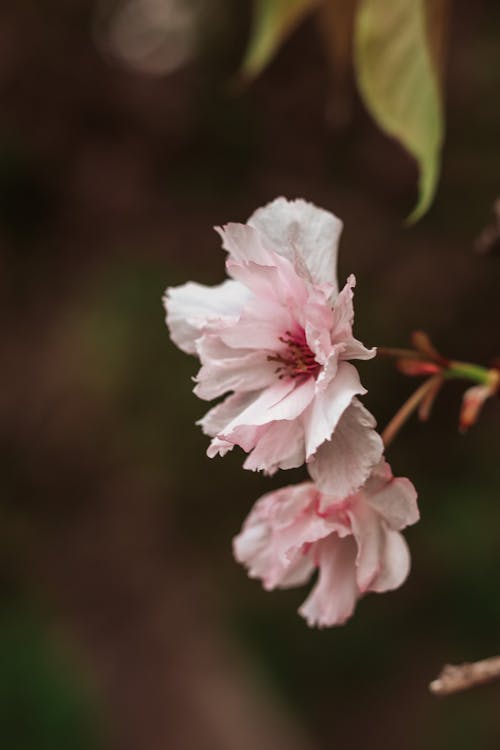 бесплатная Бесплатное стоковое фото с аромат, благоухающий, ботаника Стоковое фото