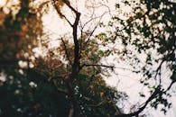 Tree branches in mixed forest in autumn