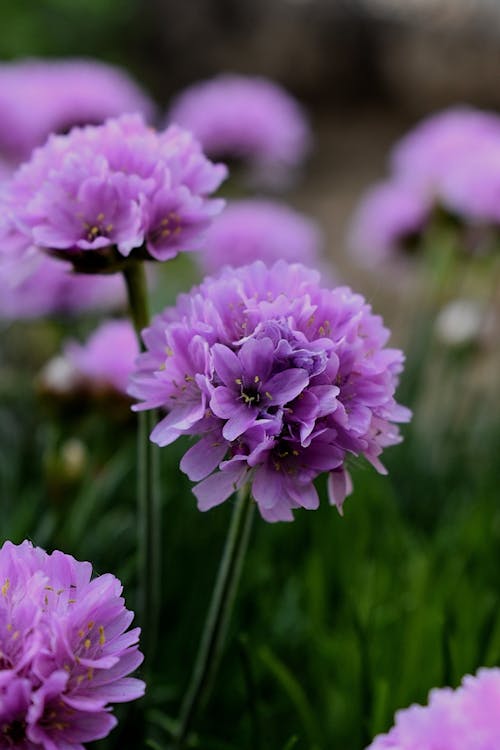 A Lavender Flower in Close-up Shot