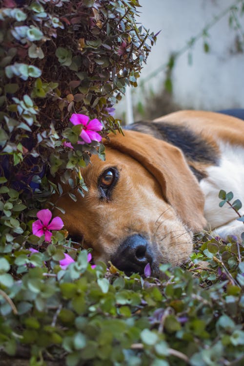 Ilmainen kuvapankkikuva tunnisteilla beagle, eläin, eläinkuvaus Kuvapankkikuva